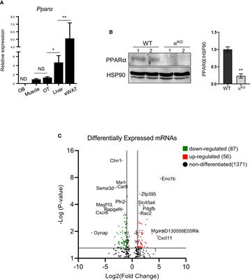 Osteocytes contribute via nuclear receptor PPAR-alpha to maintenance of bone and systemic energy metabolism